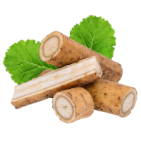 Burdock Root