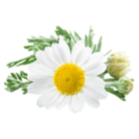 Chamomile