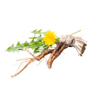 Dandelion Root