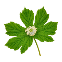 GoldenSeal