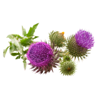 Milk Thistle