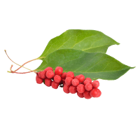 Schisandra