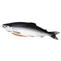 Salmon