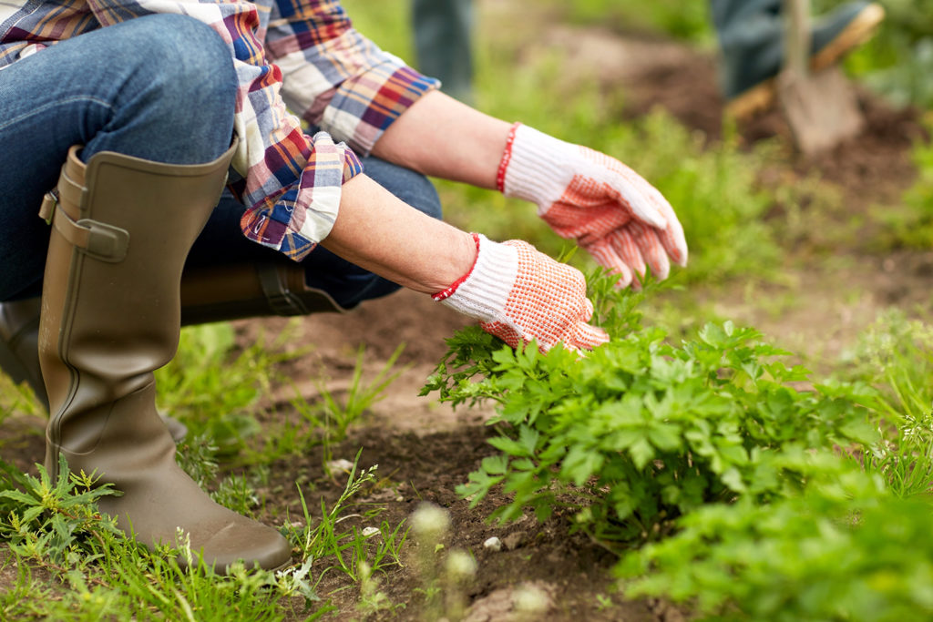 senior woman working in garden or at summer farm