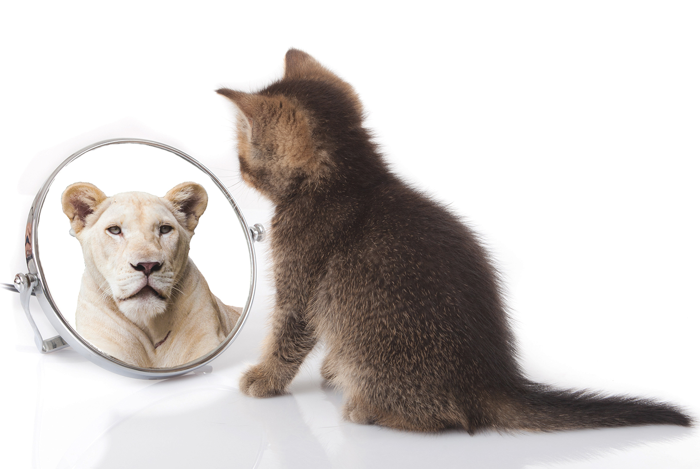 kitten with mirror on white background. kitten looks in a mirror