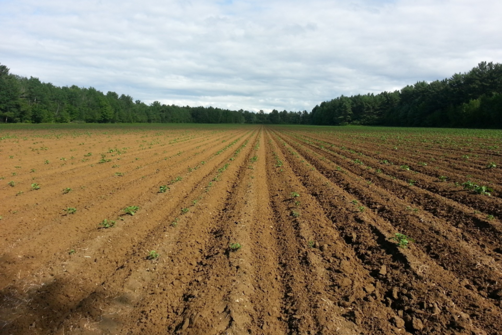 Empty dirt rows from recently harvested crops.