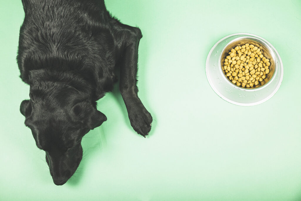 Dog and Food