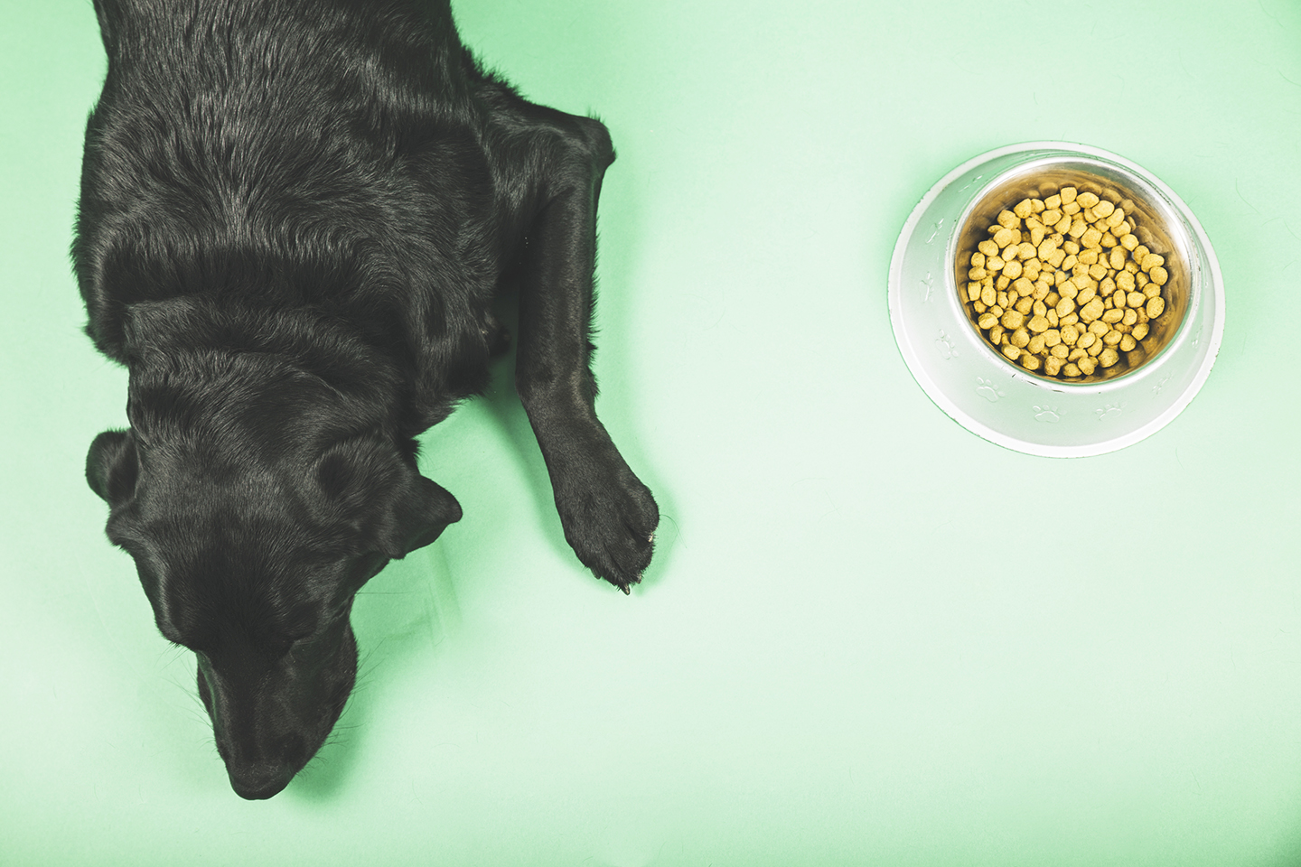 Dog and Food